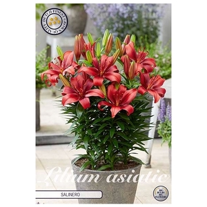 Lilium Salinero x3 14/16