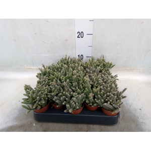 Rhipsalis baccifera subsp. horrida