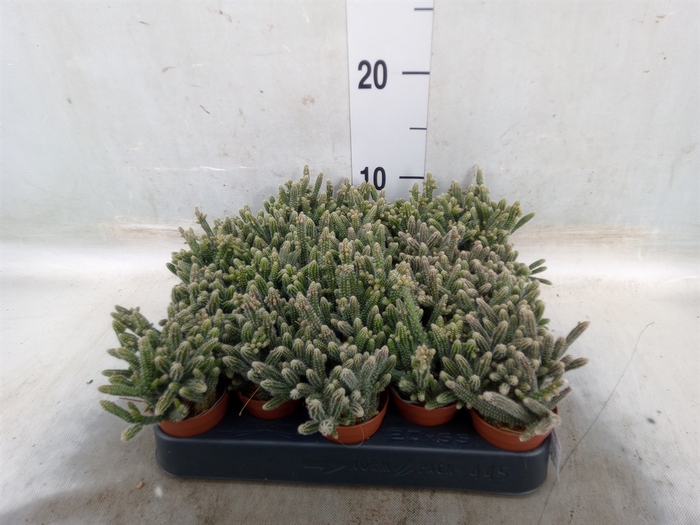 <h4>Rhipsalis baccifera subsp. horrida</h4>