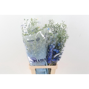 Delph Du C Bl Shades