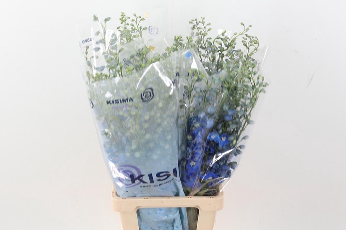 <h4>Delph Du C Bl Shades</h4>