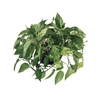 JIBOIA BRANCO PENDENTE C21