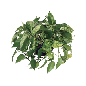 JIBOIA BRANCO PEND C21 PENDENTE