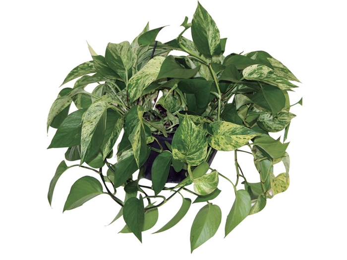 <h4>JIBOIA BRANCO PEND C21 PENDENTE</h4>