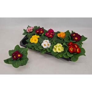 Primula acaulis Paradiso mix