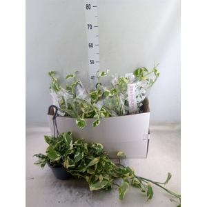 Epipremnum pinn. 'NJoy'