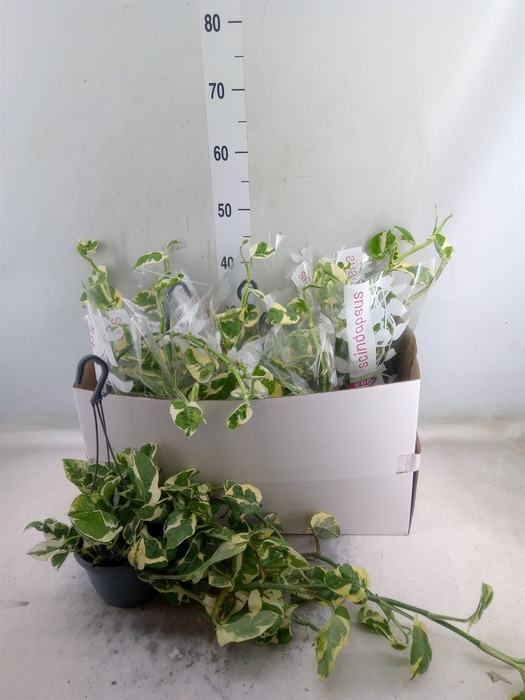 <h4>Epipremnum pinn. 'NJoy'</h4>