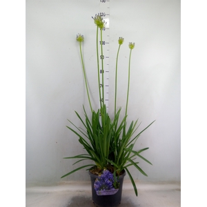 Agapanthus TR 'Dr. Brouwer'