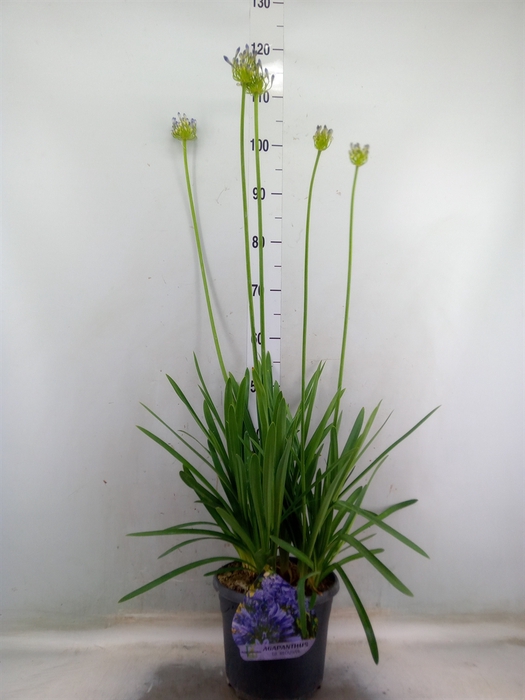 <h4>Agapanthus TR 'Dr. Brouwer'</h4>