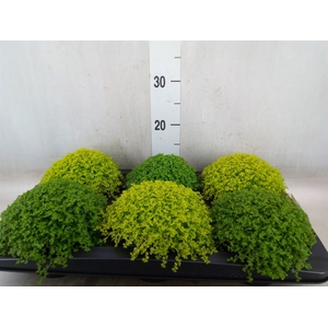 Soleirolia soleirolii   ...mix 2