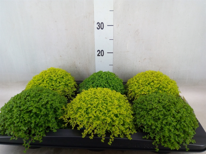 <h4>Soleirolia soleirolii   ...mix 2</h4>