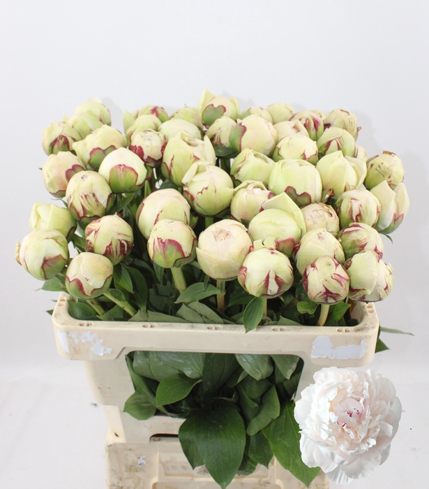 <h4>PAEO L ODILE</h4>