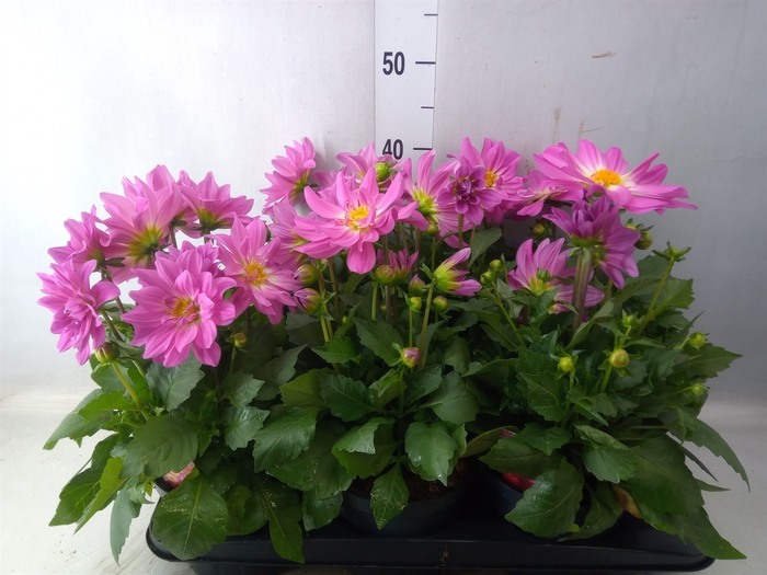 <h4>Dahlia   ...</h4>