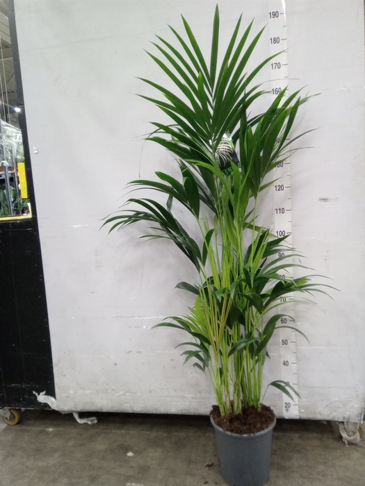 <h4>Howea forsteriana</h4>