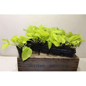 arr8 Epipr Golden Pothos