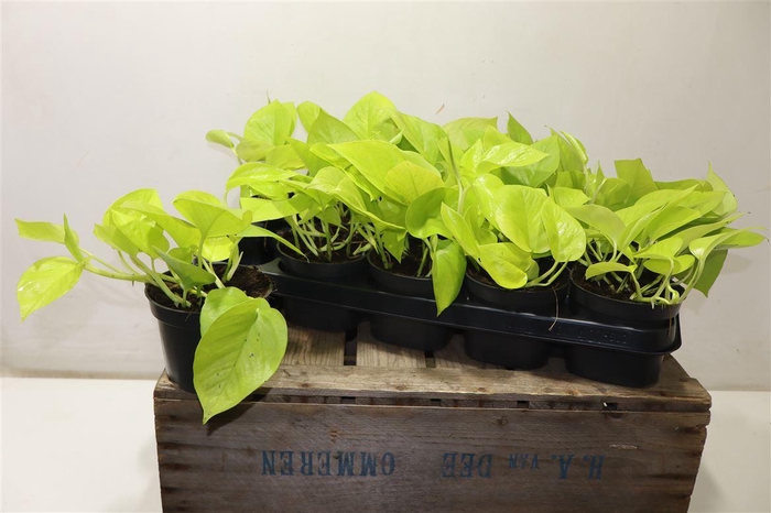 <h4>arr8 Epipr Golden Pothos</h4>