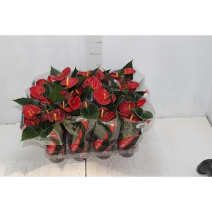 ANTHURIUM RED SUCCESS P09