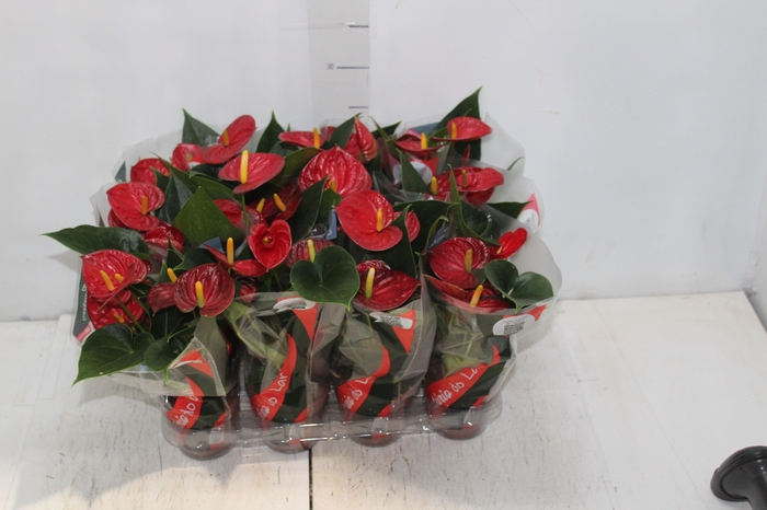 <h4>ANTHURIUM RED SUCCESS P09</h4>