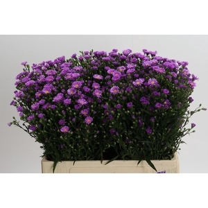 Aster Casarosa