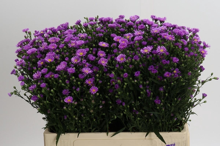 <h4>Aster Casarosa</h4>