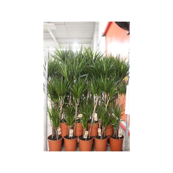 <h4>Dra Marginata 90-60-30-15 Cm</h4>