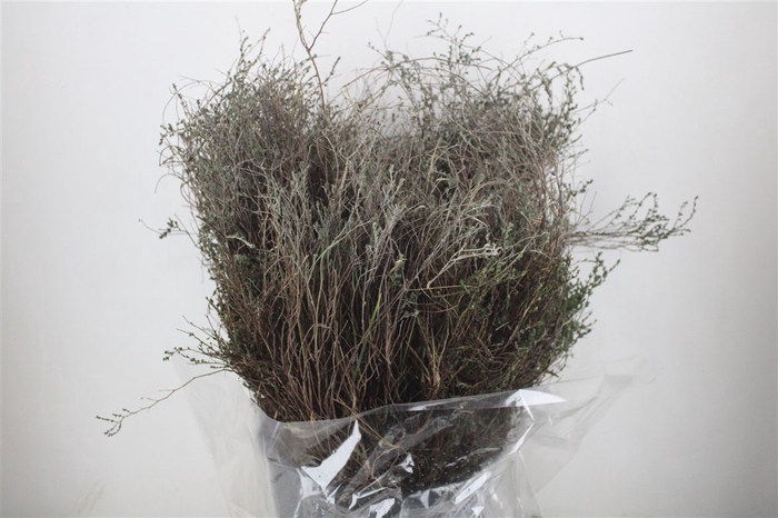 <h4>Thyme P/bunch Falso 300gr</h4>