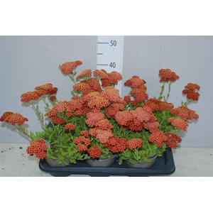 Achillea Millefolium Red