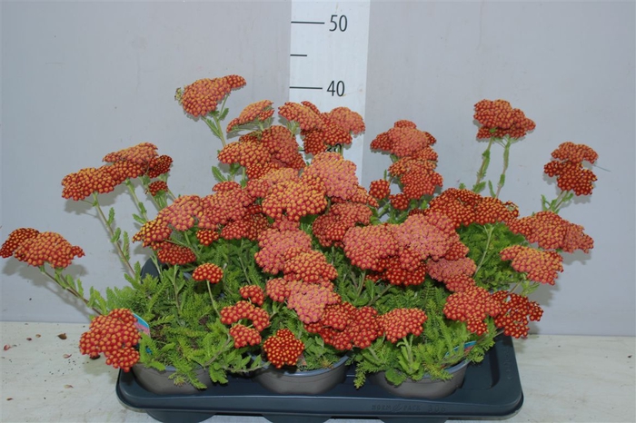 <h4>Achillea Millefolium Red</h4>