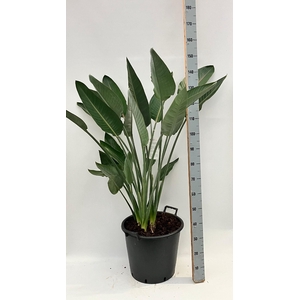 STRELITZIA REGIN BL