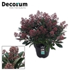 SKIMMIA RUBELLA P13 10+