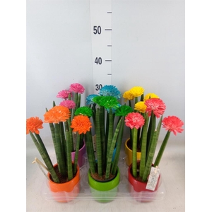 Sansevieria cyl.  ...