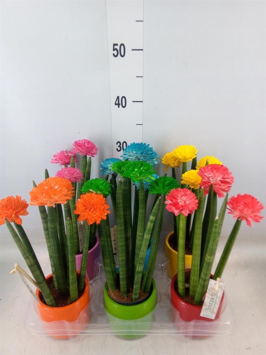 <h4>Sansevieria cyl.  ...</h4>