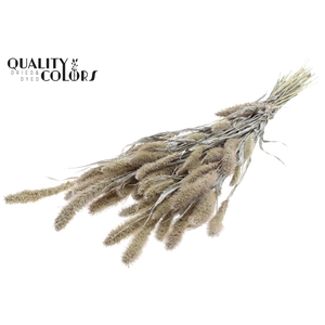 Setaria per bunch Pearl White