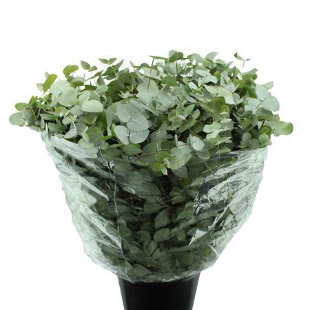 <h4>CINEREA LANG</h4>