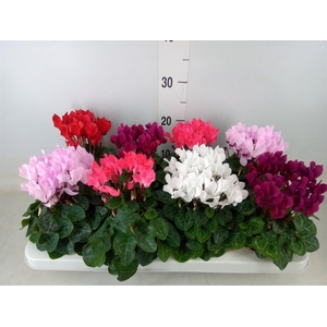 Cyclamen KL 'Compact'