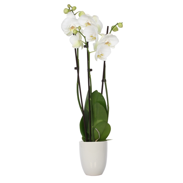 <h4>Hugo White Phal Wit 3T18+</h4>