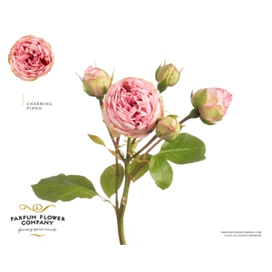 Rosa Spray Garden Charming Piano