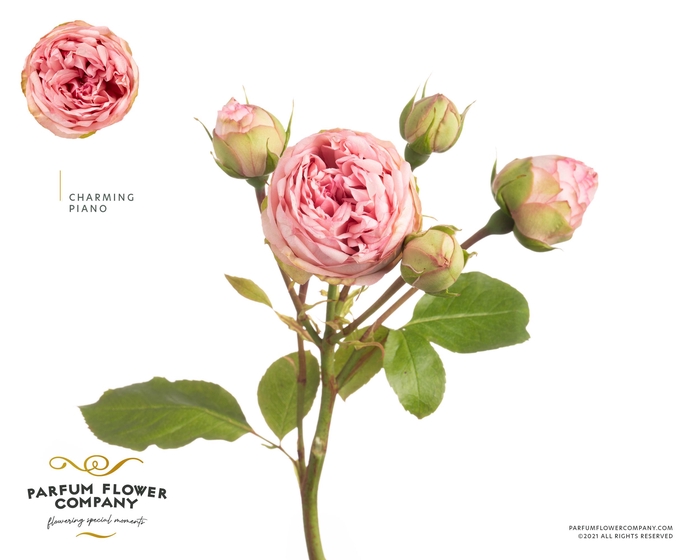 <h4>Rosa Spray Garden Charming Piano</h4>