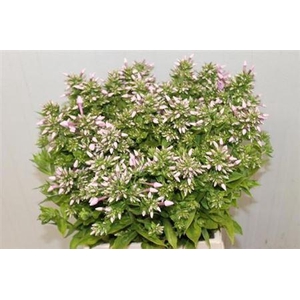 Phlox P Jeffs Pink