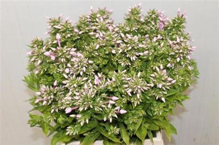 <h4>Phlox P Jeffs Pink</h4>