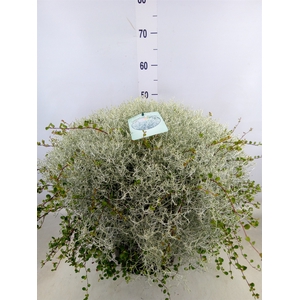 Leucophyta brownii 'Silvercalos'