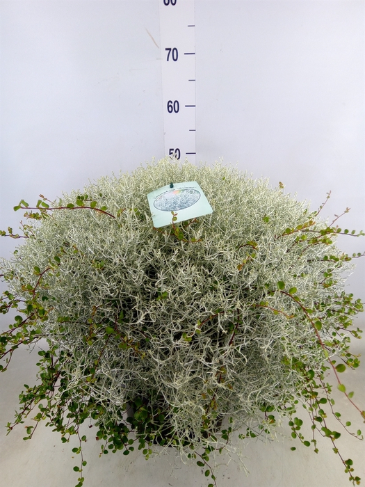 <h4>Leucophyta brownii 'Silvercalos'</h4>