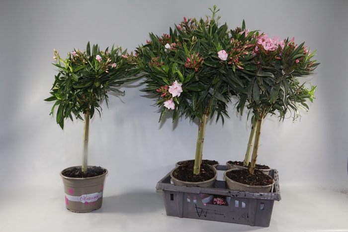 <h4>NERIUM OLEANDER OV</h4>