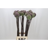 Allium Summer Drummer