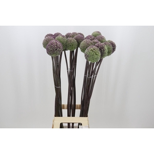 Allium Summer Drummer