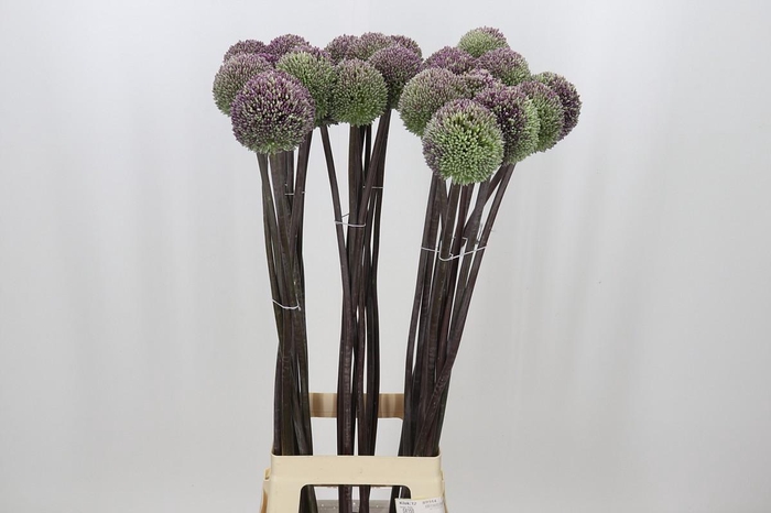 <h4>Allium Summer Drummer</h4>