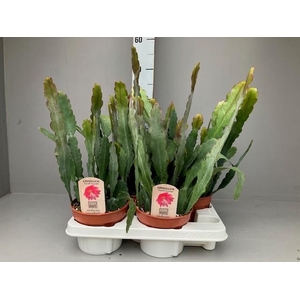 Epiphyllum Sarah Courant