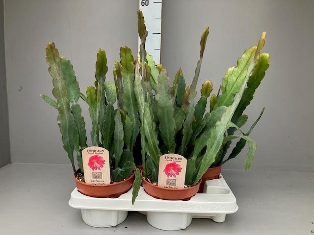<h4>Epiphyllum Sarah Courant</h4>