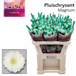 CHR G MAGNUM ANGEBOT