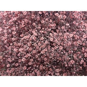 GYPS MILLION STAR LIGHT PINK